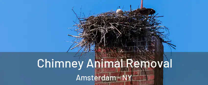  Chimney Animal Removal Amsterdam - NY