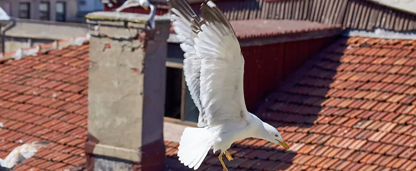 Residential Chimney Animal Removal Solution in Amsterdam, NY