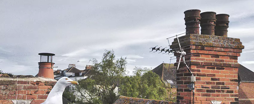 Chimney Cleaning And Restoration in Amsterdam, New York